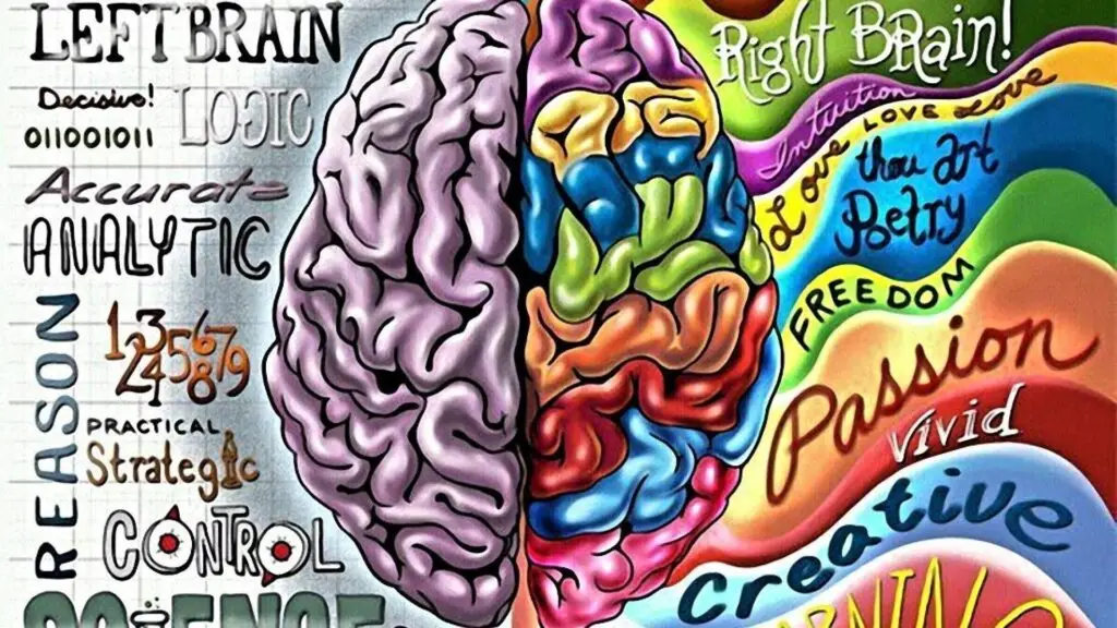 left right brain