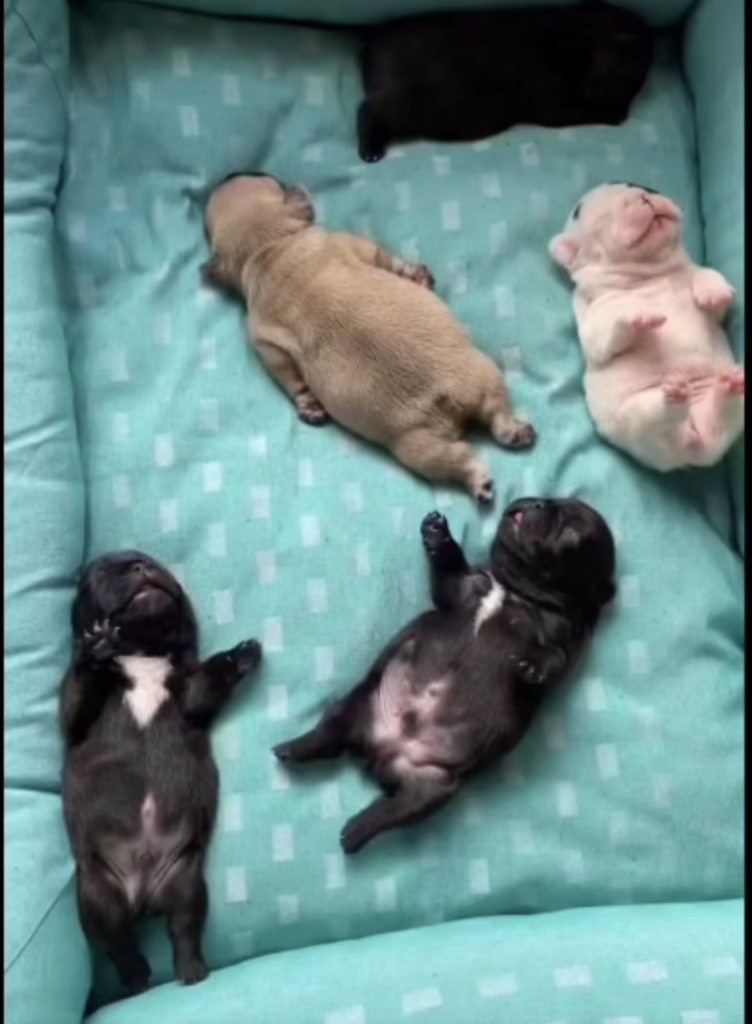 puppy sleep